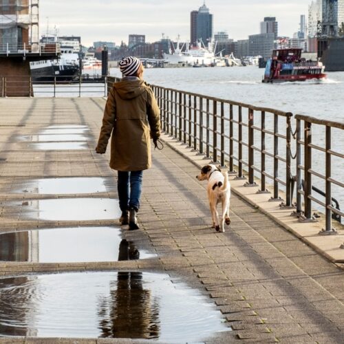 HundeschuleHamburg-DSB6302