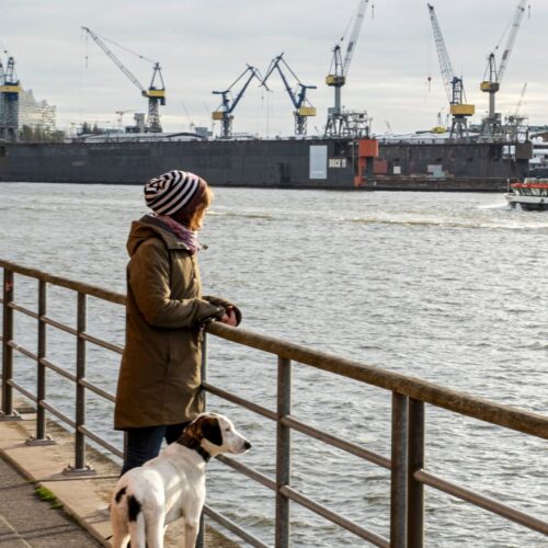 HundeschuleHamburg-DSB6308
