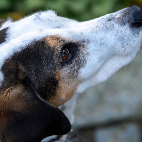 HundeschuleHamburg-DSB5834